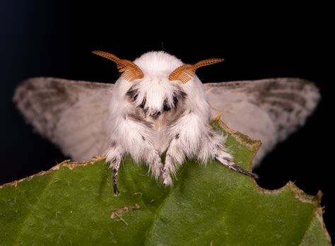 Are Venezuelan Poodle Moth Real