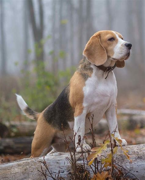 Beagle Hunting Bark at Tyson Walsh blog
