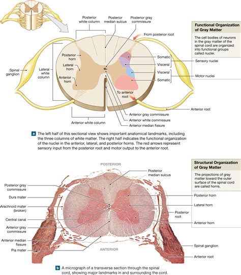 41 spinal cord cross section diagram labeled
