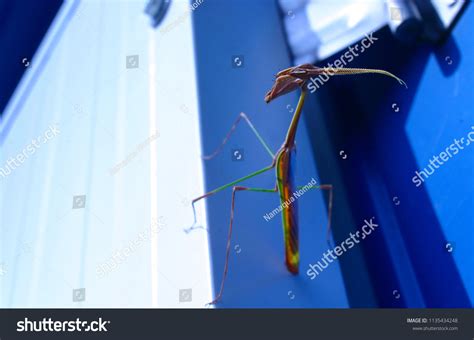 Praying Mantis Hunting 的图像结果