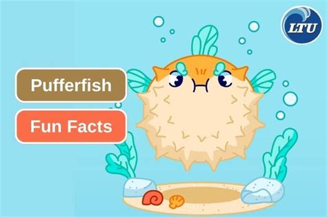 Image result for Puffer Fish Fun Facts