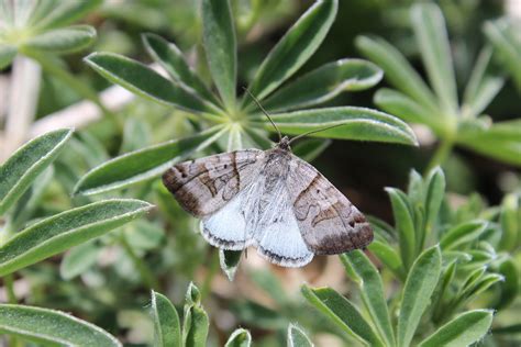 Camo Moth With Pattern