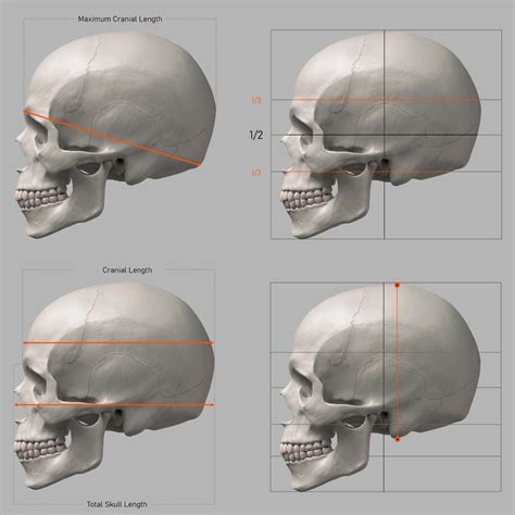 Proportions Guide of the Human Skull, Gusztav Velicsek | Skull anatomy ...
