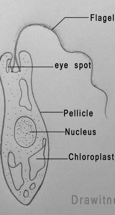 Draw a neat diagram of Euglenand laced the respective.it thatpart inis ...