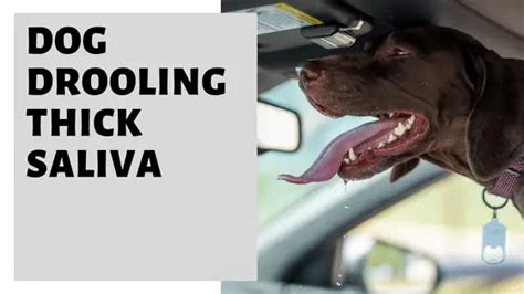 Image result for Drooling Dogs