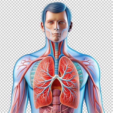 Secção transversal completa do sistema respiratório humano fundo ...