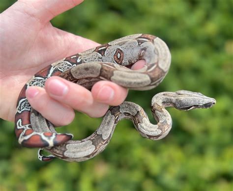Baby Suriname Boas True Red-tailed Boa Constrictor by SATOO - MorphMarket