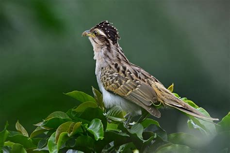 Noche de brujas: Aves en la mitología oscura de Latinoamérica, una ...