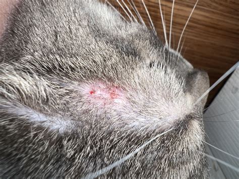 Red spots by cats ear : r/catcare