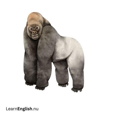 Wild Animals in Spanish: 46 Animal Names You Should Know - learn spanish