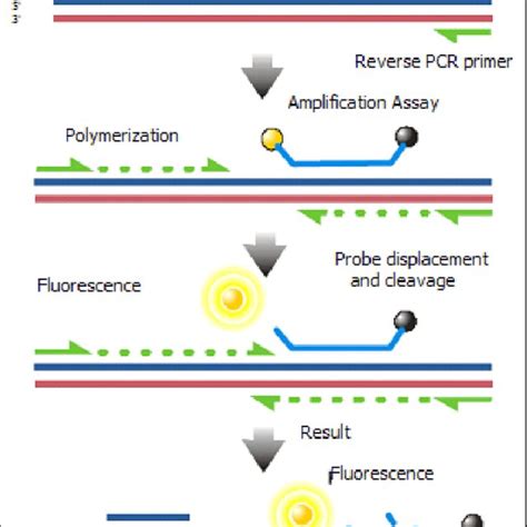 Image result for TaqMan Assay Signal Image Graph