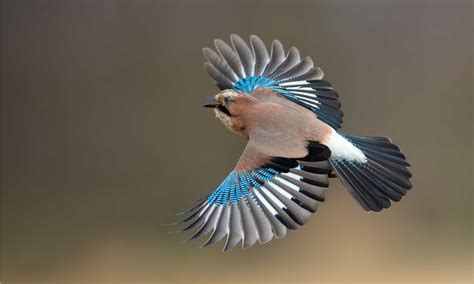 Blue Jay Bird Flying
