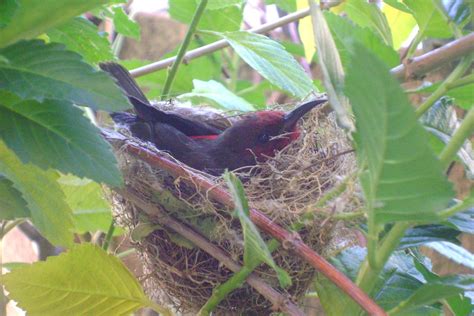 Image result for Brooding Bird