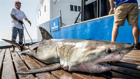 Can sharks help predict hurricanes? | wltx.com