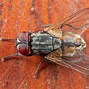 Image result for housefly