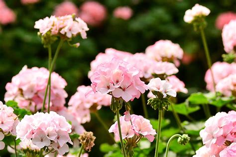 3 Ways to Overwinter Your Geraniums (Pelargoniums) - A Step-by-Step Guide