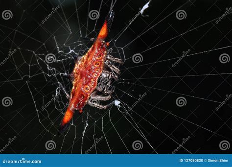 Beautiful Spider, Spiny Orb-weaver Stock Photo - Image of gasteracantha ...