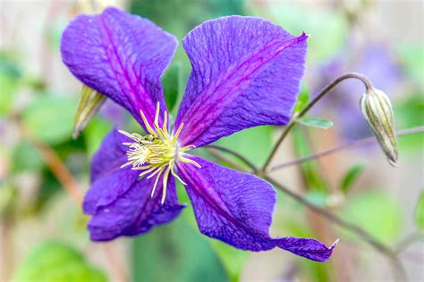 How to Grow and Care for Jackman's Clematis