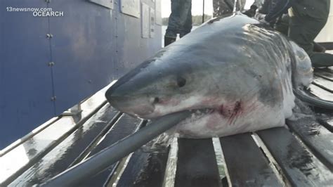 Beached Great White Shark
