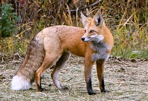 Image result for HTML I HTML5