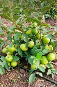 MAITRA AND SONS Guava Plant Price in India - Buy MAITRA AND SONS Guava ...
