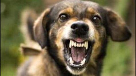 Timely rabies vaccine administration key: Experts