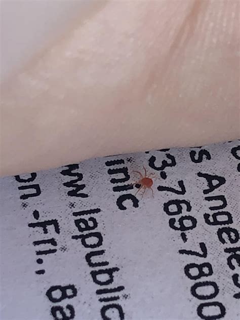 Can Anyone tell me what this small red spider thing is? : r ...