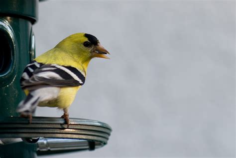 New Jersey State Bird Eastern Goldfinch now American Goldfinch aka Wild ...