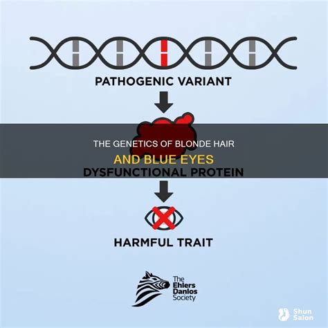 The Genetics Of Blonde Hair And Blue Eyes | ShunSalon