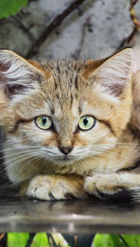 Gatito mirando camara Fondo de pantalla 4k HD ID:11164