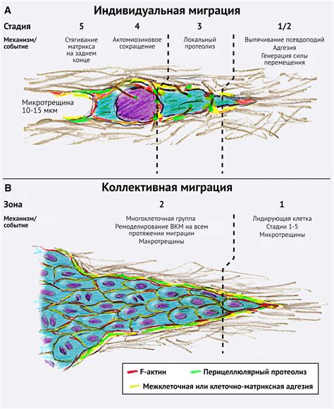 Признаки инвазии что это