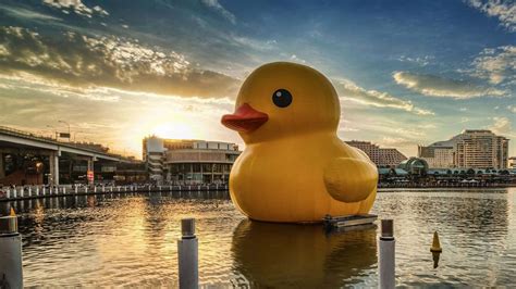 Download Funny Rubber Duck Giant Photography Pictures | Wallpapers.com