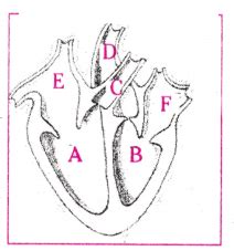 ap scert 10th class Biology Lesson 5 Life Processes