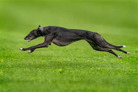 10 Running Dog Breeds Known for Their Speed and Stamina