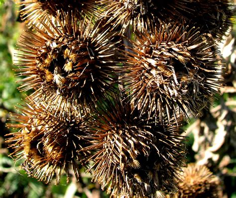 Bildergebnis für Kletten