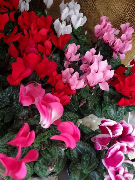 Woodland Wonder Workshop - Griffins Greenhouses