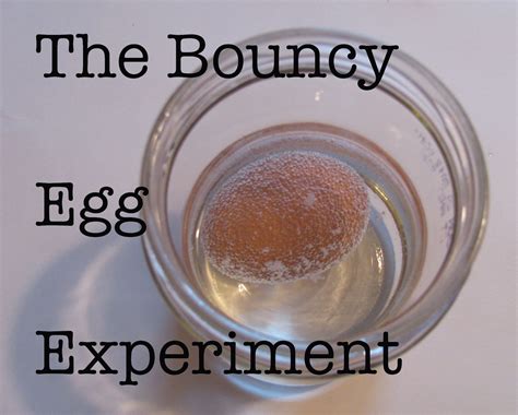 The Chocolate Muffin Tree: The Transparent and Bouncy Egg Experiment