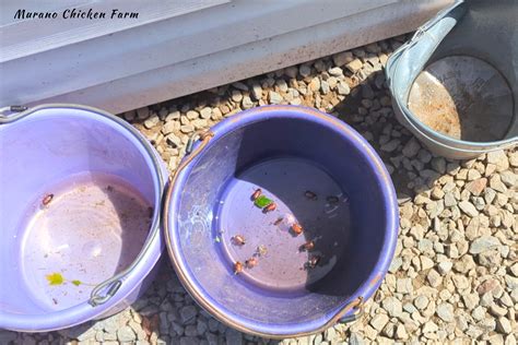Can chickens eat June bugs? - Murano Chicken Farm