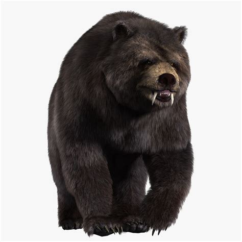 Grizzly Bear Black Bear Model - TurboSquid 2180590