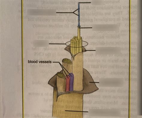 Peripheral Nerve Distribution 的图像结果