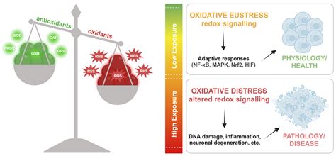 Protective Role of Physical Activity and Antioxidant Systems During ...