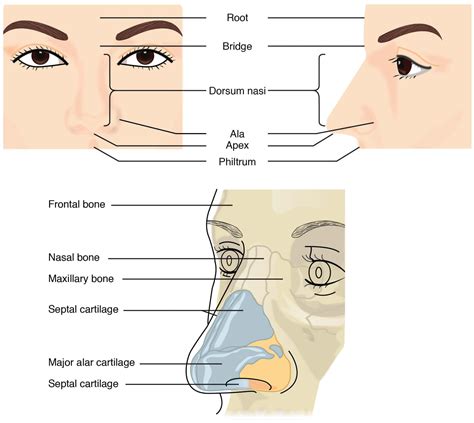 Anatomy of the nose