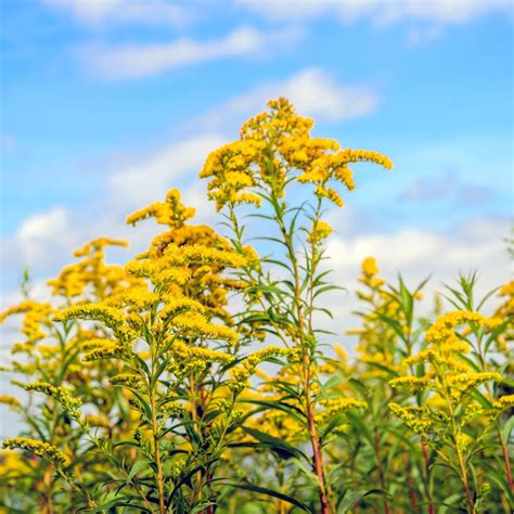 Goldenrod Plants - Hardy Blooms for Your Garden – TN Nursery