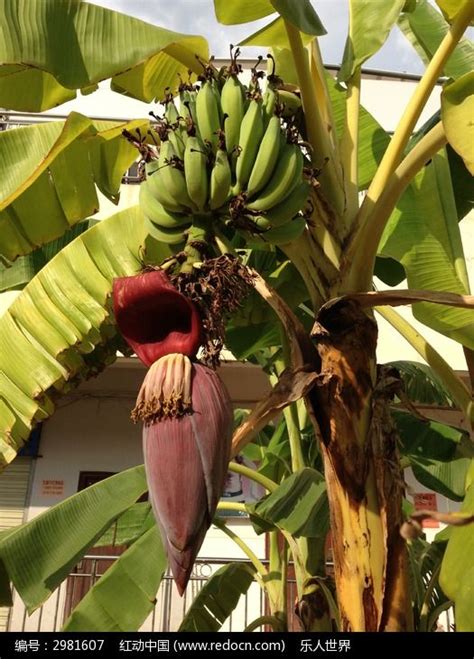 香蕉树特写高清图片下载_红动中国