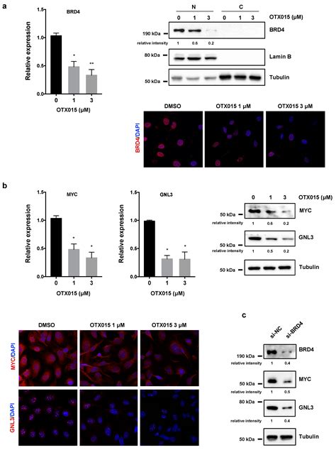 OTX015 Epi-Drug Exerts Antitumor Effects in Ovarian Cancer Cells by ...