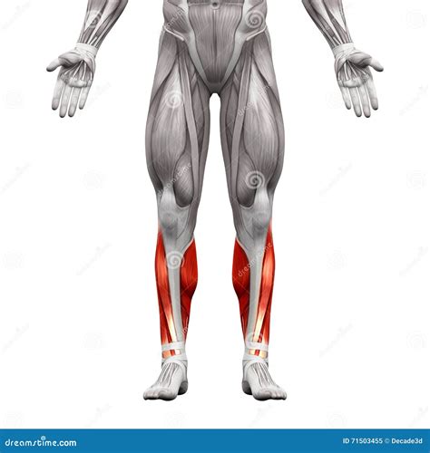 Calves - Anatomy Muscles Royalty-Free Stock Photo | CartoonDealer.com #32284119