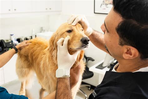 Do Dogs Get Periods? Understanding Your Dog’s Heat Cycle