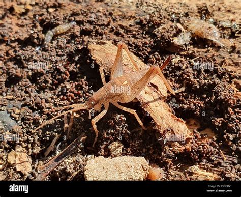 Camel Crickets, Cave Crickets, and Cave Wēta (Rhaphidophoridae) Insecta ...