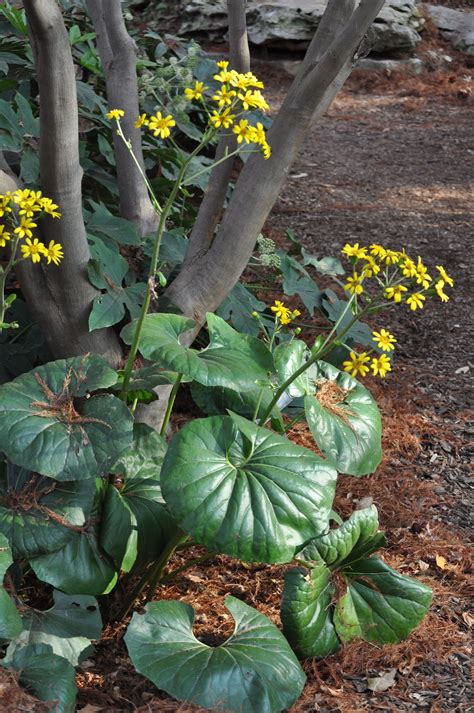 Farfugium japonicum care tips growing the leopard plant – Artofit
