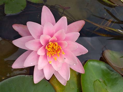 Water Lily Plants